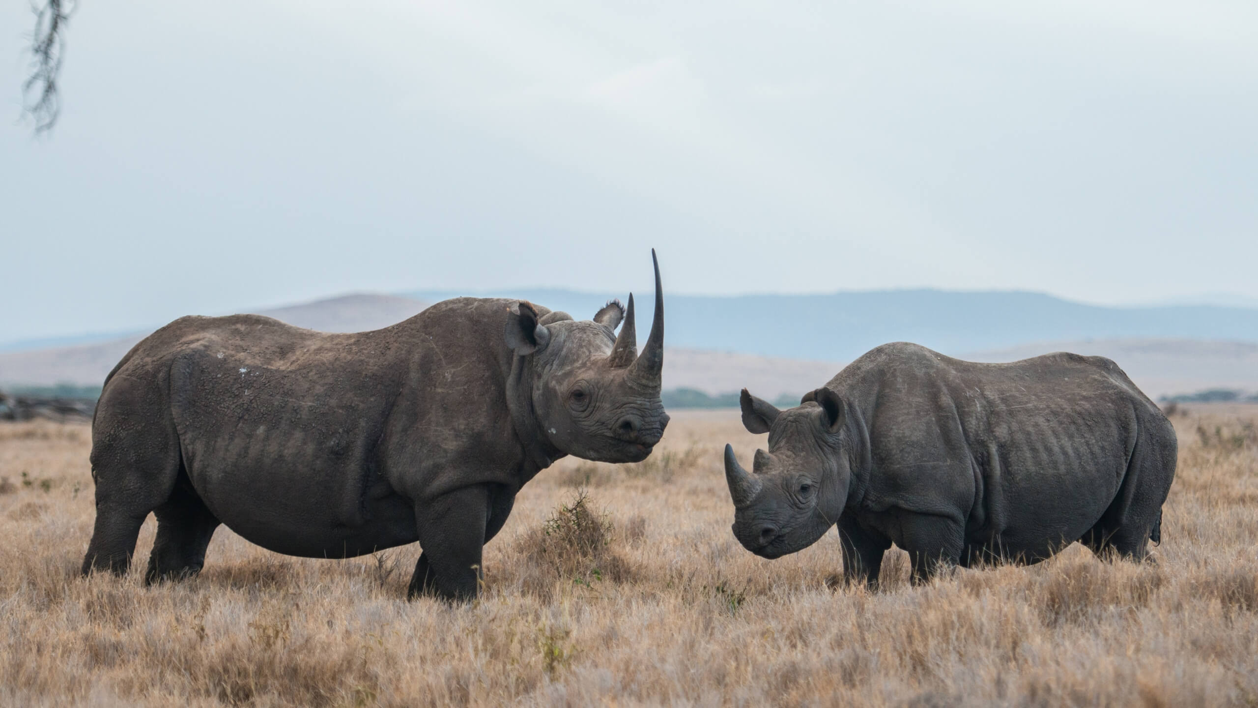 Rhinos have been around us for millions of years to play an important role in shaping the African landscape by consuming a large amount of vegetation.