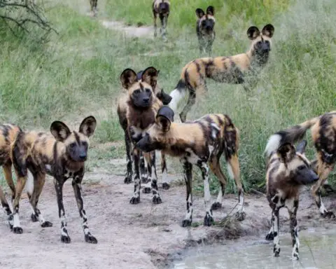 How African Wild Dogs Vote by Sneezing