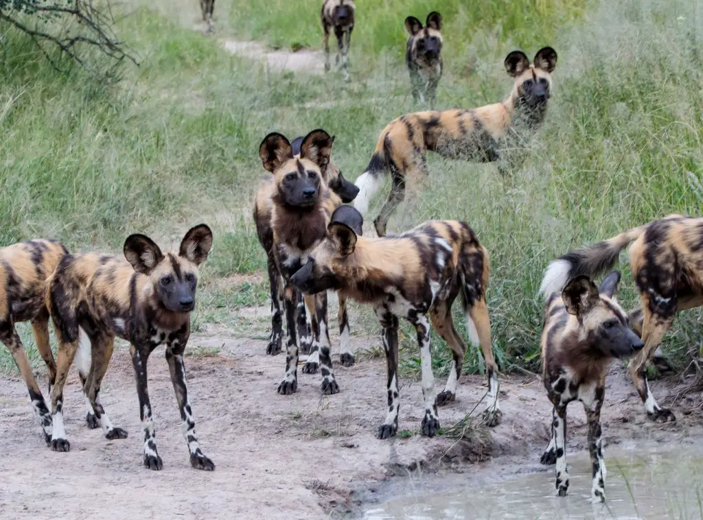 How African Wild Dogs Vote by Sneezing