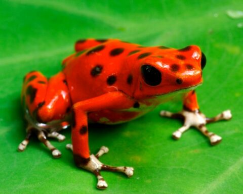 Poison Dart Frog Adaptations