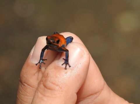Deadly Beauty: How Poisonous Dart Frog Adaptations Keep Them on Top of