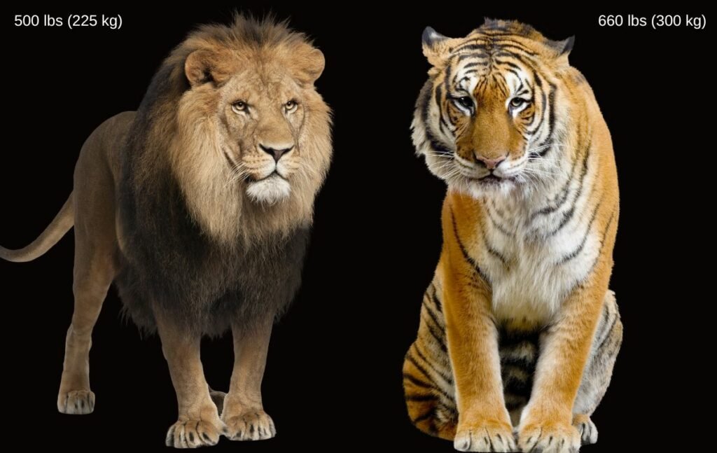 What Is Larger A Lion Or A Tiger