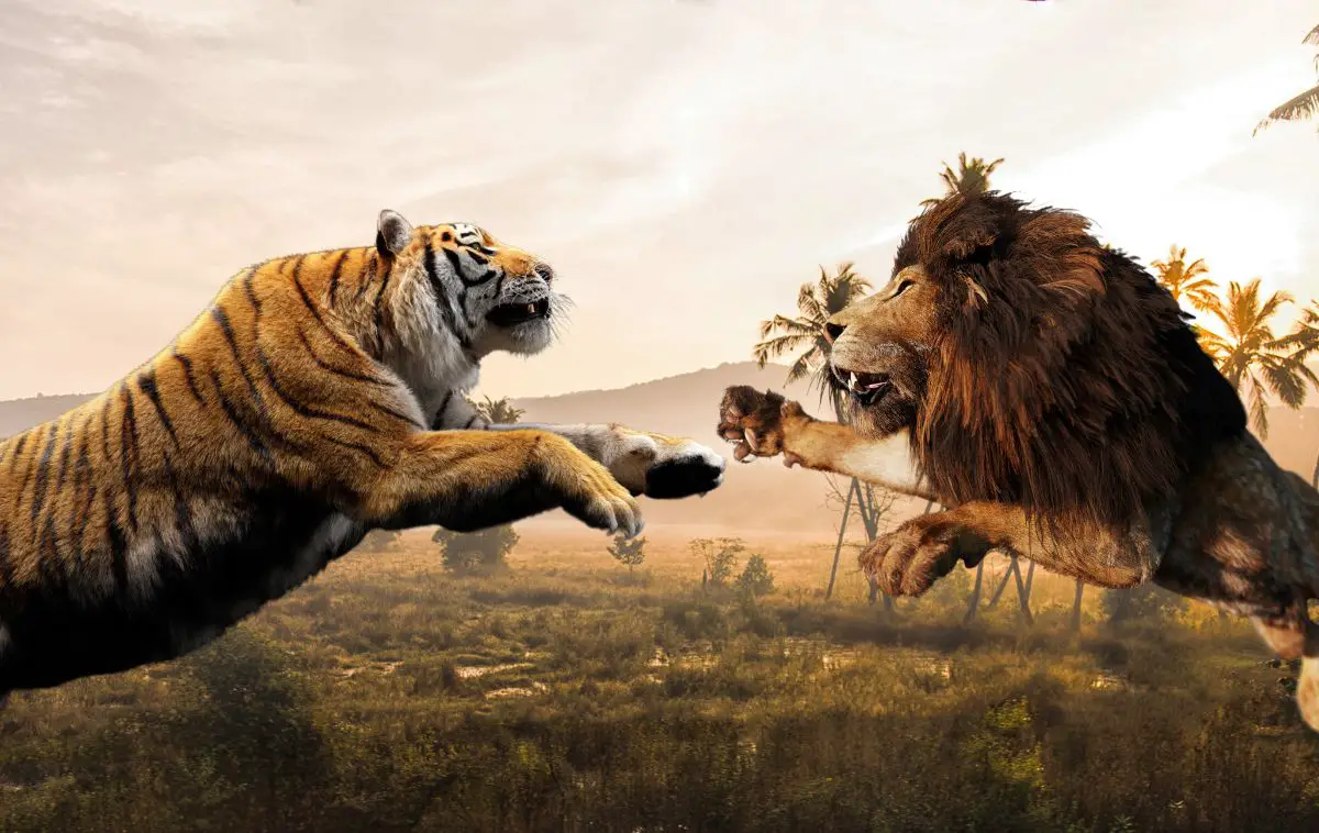 tiger lion fight