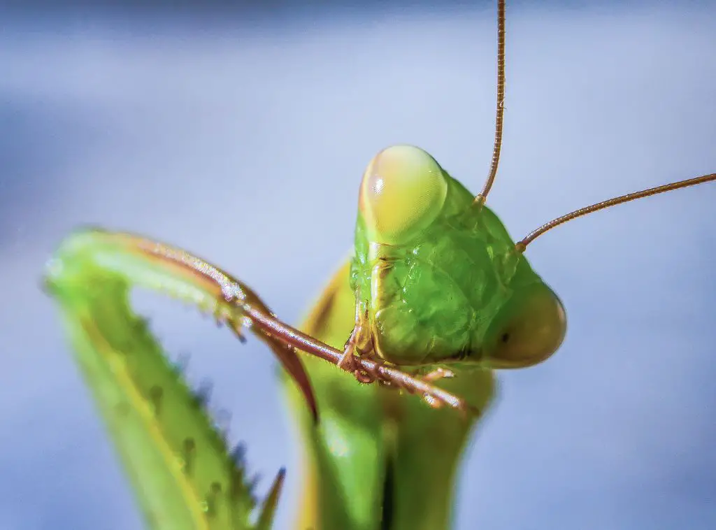 What Do Praying Mantis Eat