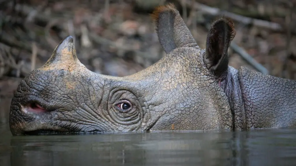 How many Javan Rhinos are left? Javan Rhinos Population SciQuest