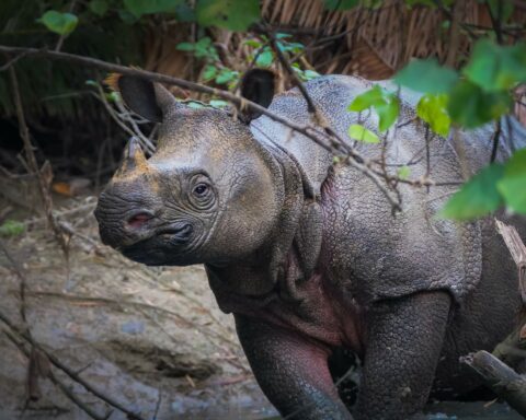 javan-rhinos-population featured image