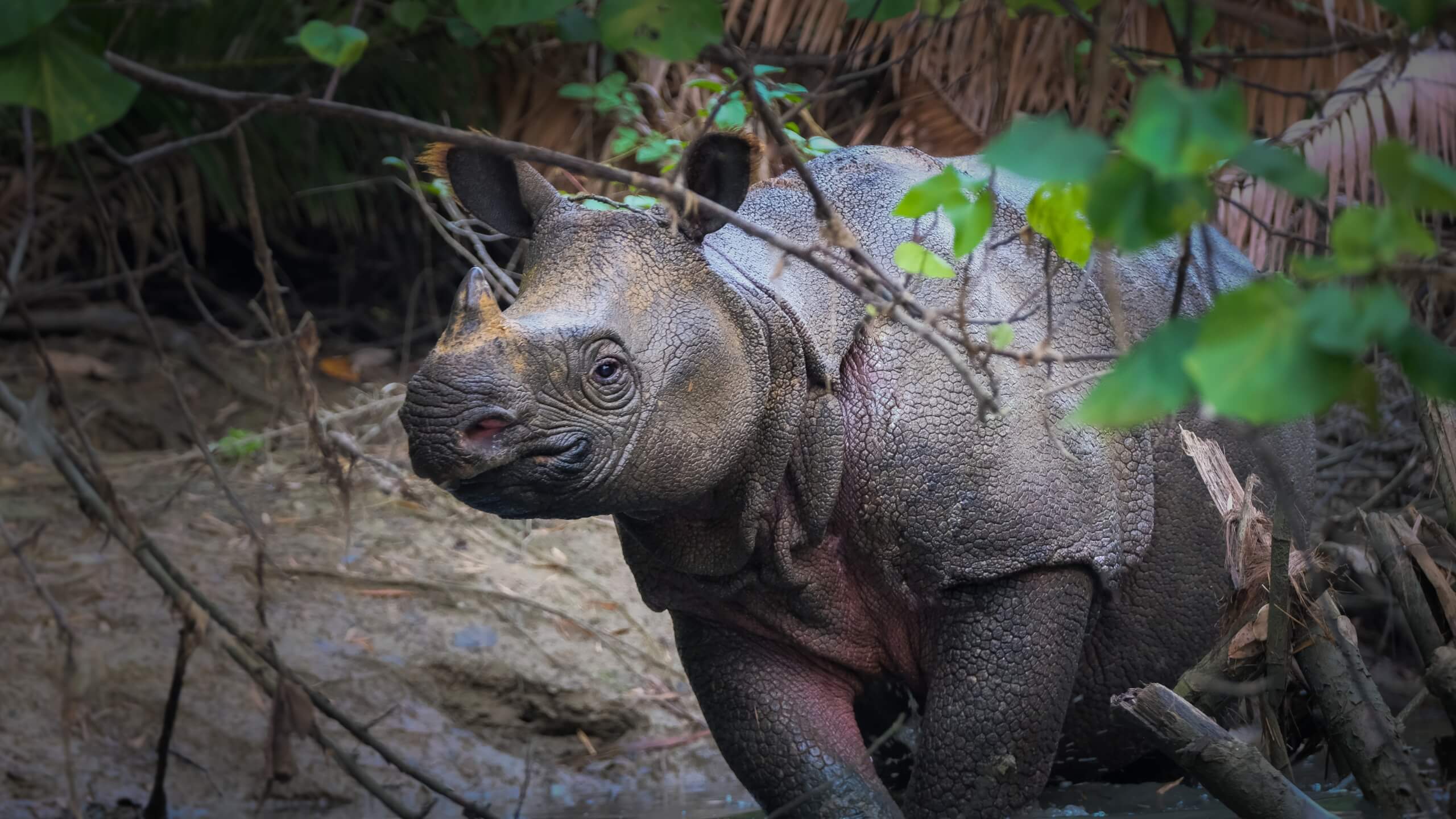 javan-rhinos-population featured image