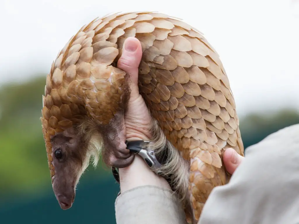 Why are Pangolins the Most Trafficked Animal in the World