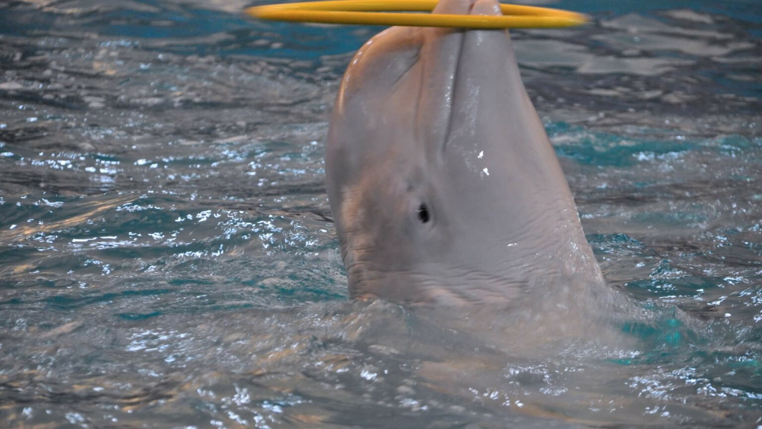 Are Beluga Whales Endangered Why Are Beluga Whales Endangered