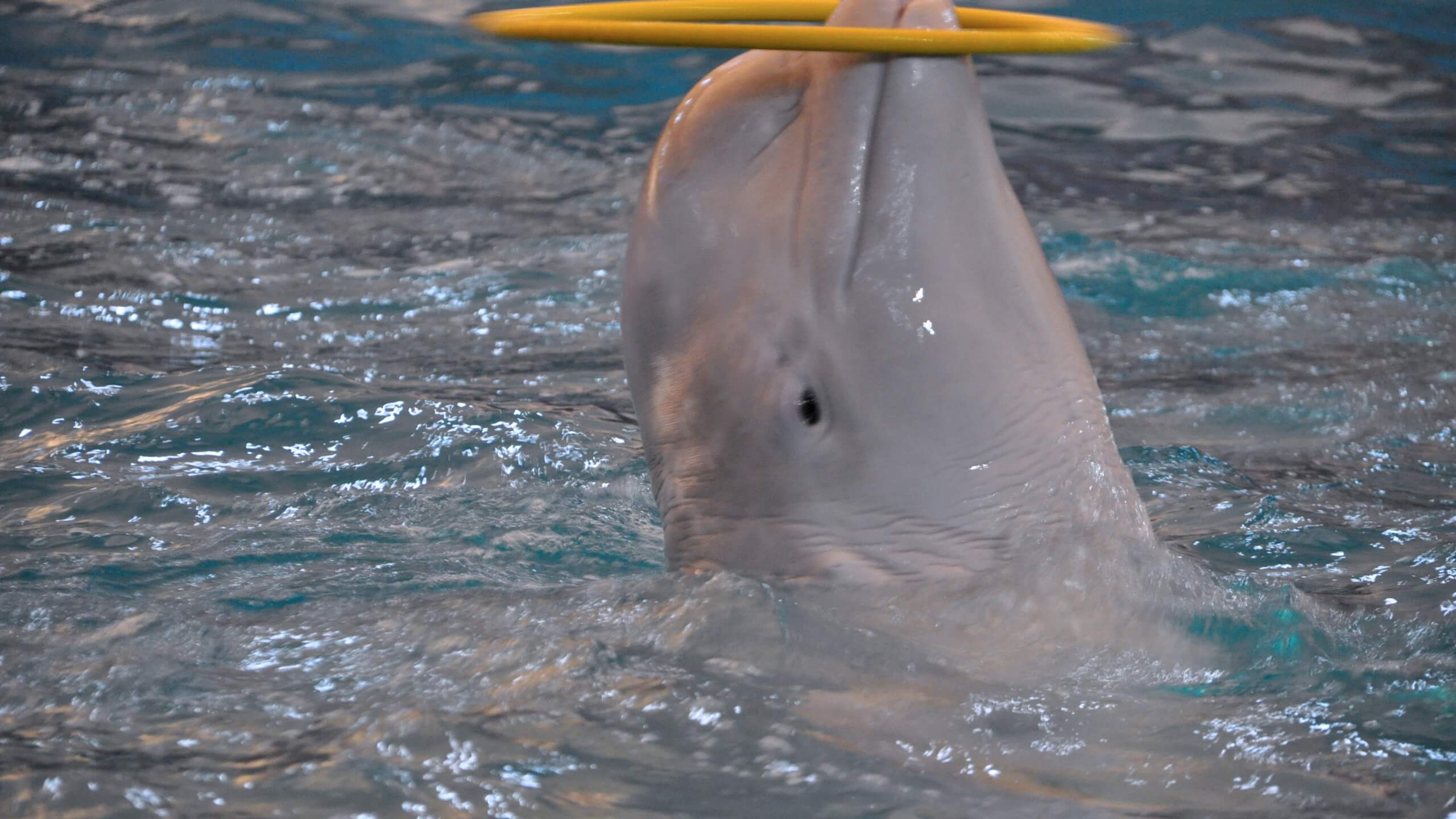 Belugas have also been observed using tools in order to obtain food, a behavior which is only seen in animals capable of higher levels of thought.
