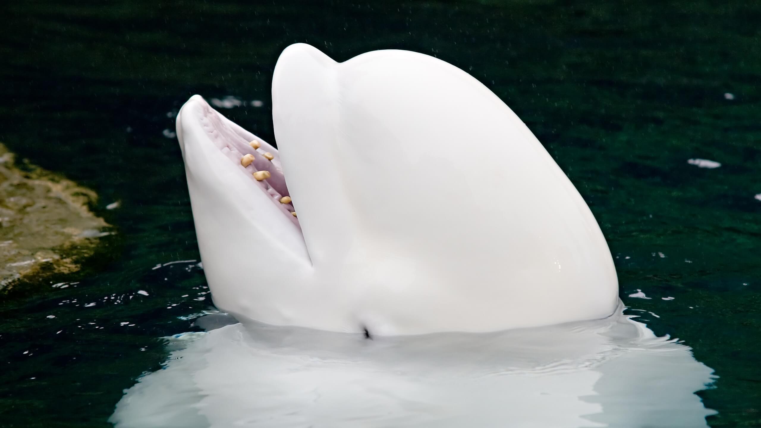 Moreover, belugas are smart enough for the development of unique behaviors in captivity such as tool use and cooperative hunting techniques.