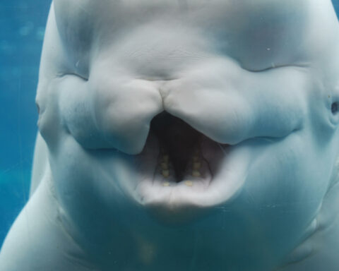 Are beluga whales intelligent featured image