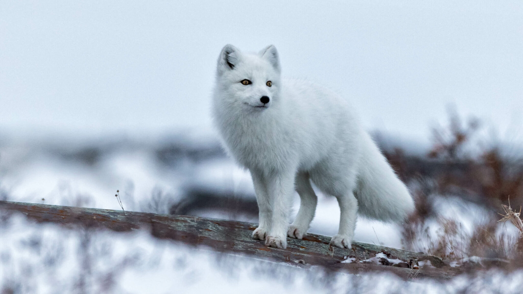 What Do Arctic Foxes Eat - Arctic Foxes Diet - SciQuest