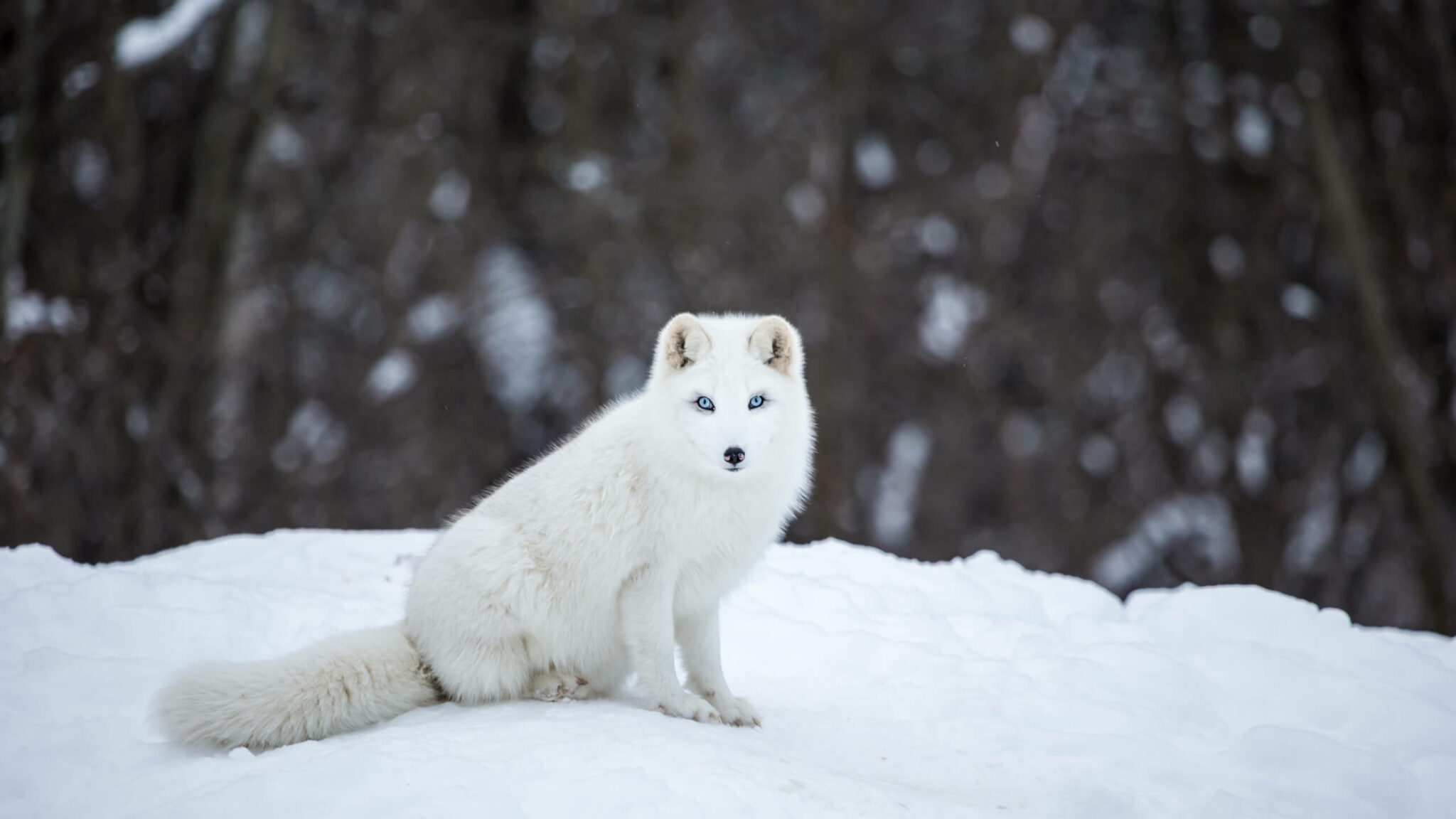 What Do Arctic Foxes Eat - Arctic Foxes Diet - SciQuest