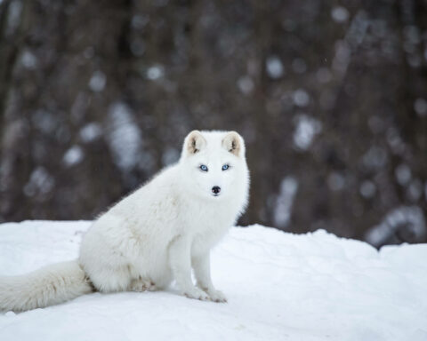 what-do-arctic-foxes-eat-thumb