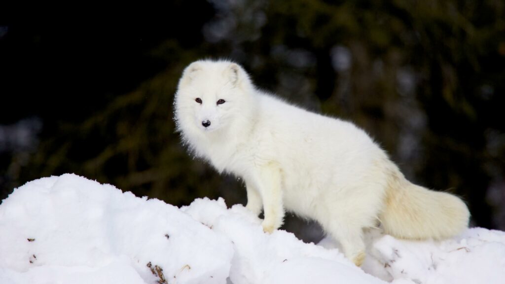 What Do Arctic Foxes Eat - Arctic Foxes Diet - SciQuest