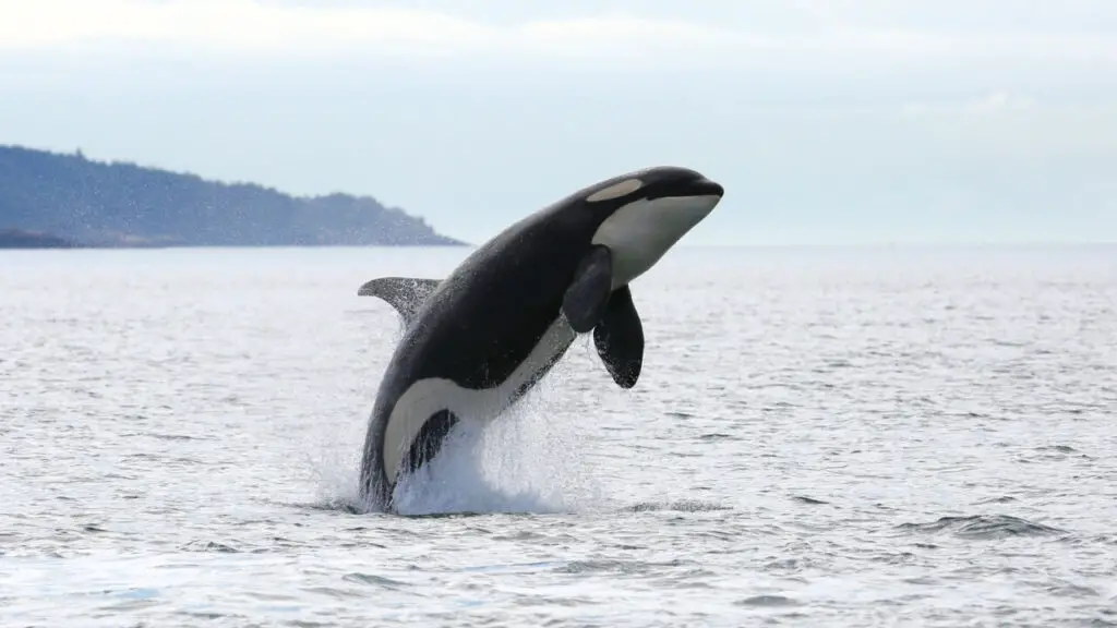 What Eats Killer Whales? - Do Orcas Have Predators? - SciQuest