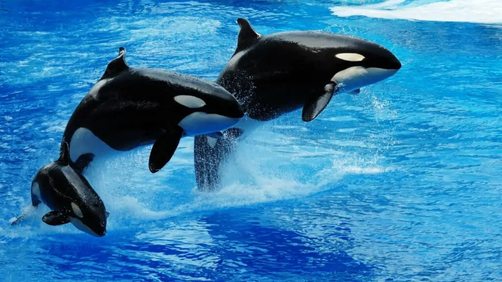 What Eats Killer Whales? - Do Orcas Have Predators? - SciQuest