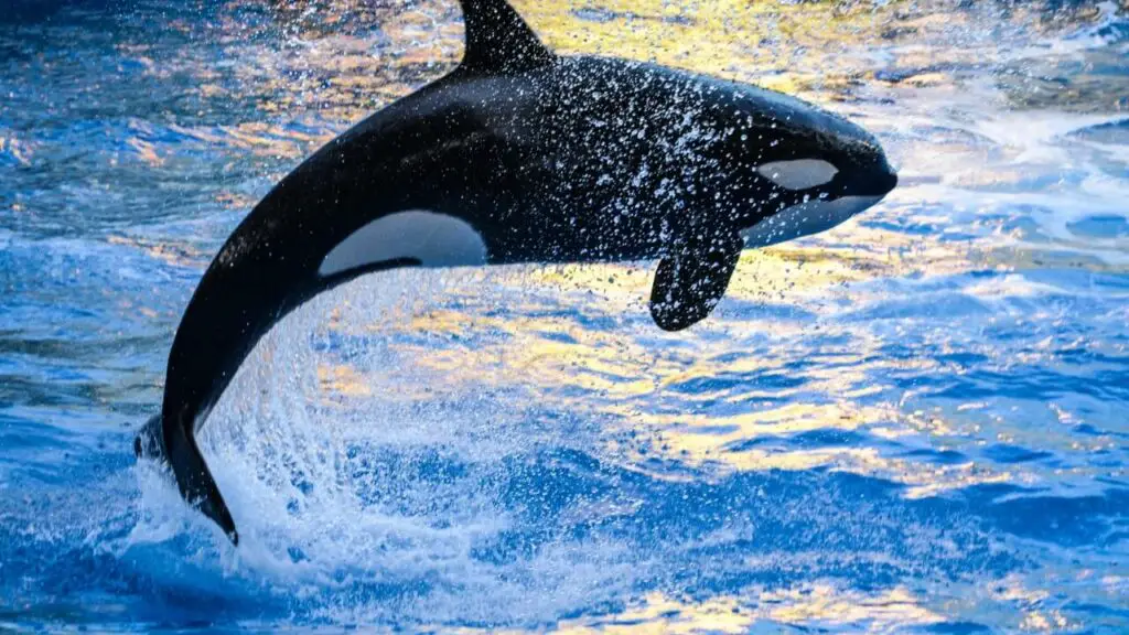 What Eats Killer Whales? - Do Orcas Have Predators? - SciQuest