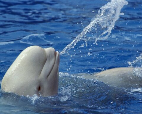are-beluga-whales-friendly featured image