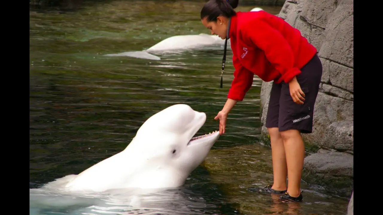 Belugas are highly cooperative creatures and hunt in coordinated groups. Every animal in a pod is highly social and usually chases each other when playing or fighting. They also often rub against each other.