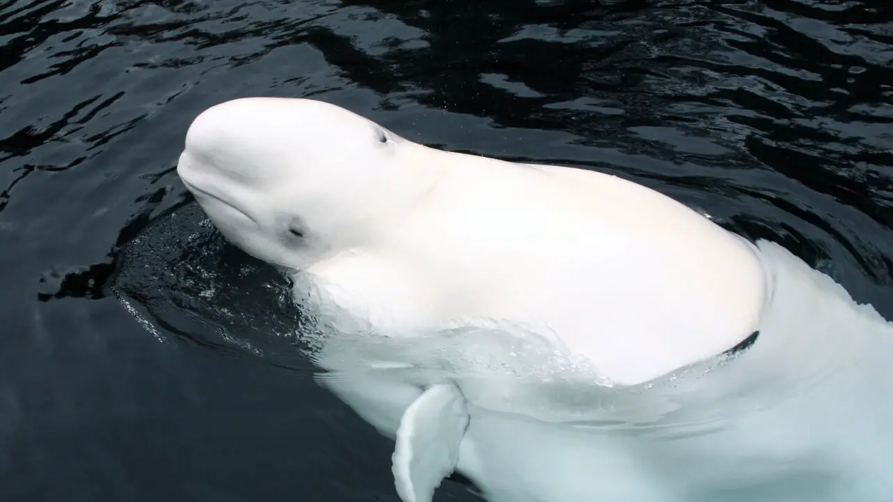 This social ability of them helps explain why belugas are so eager for human interaction.