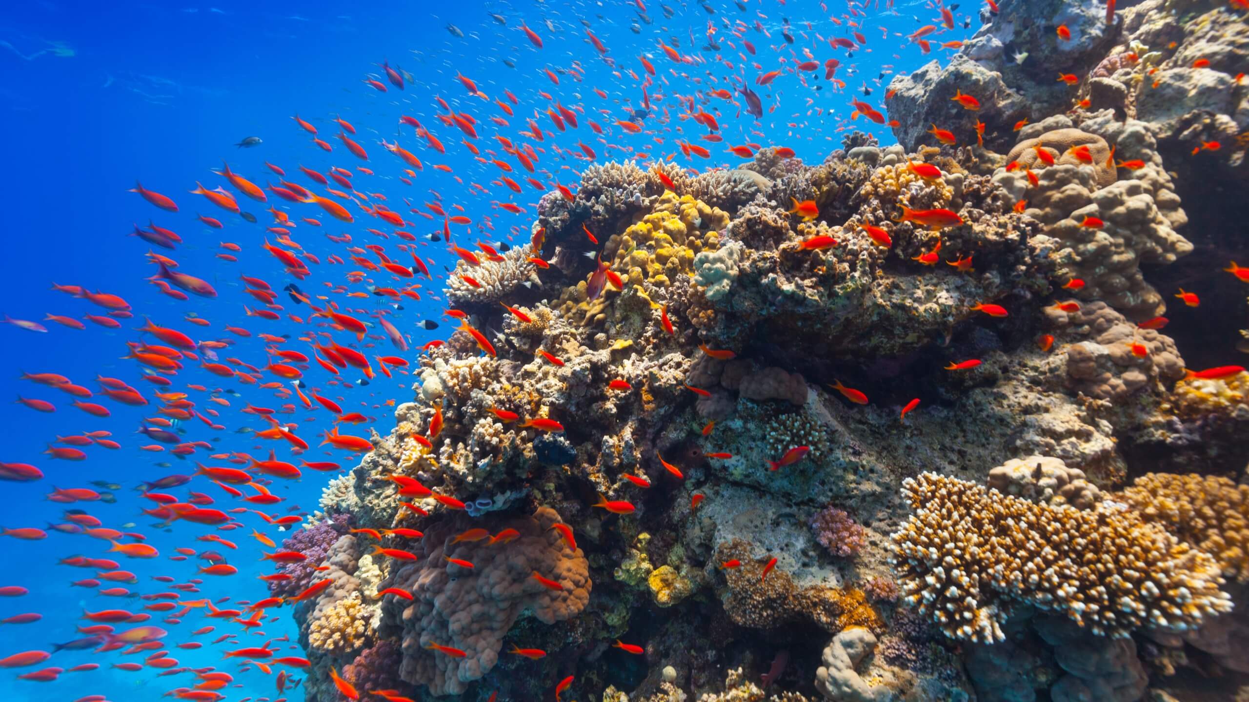 It has been estimated that coral reefs serve as living, feeding, spawning, and nursery ground for more than 1 million species of aquatic animals.