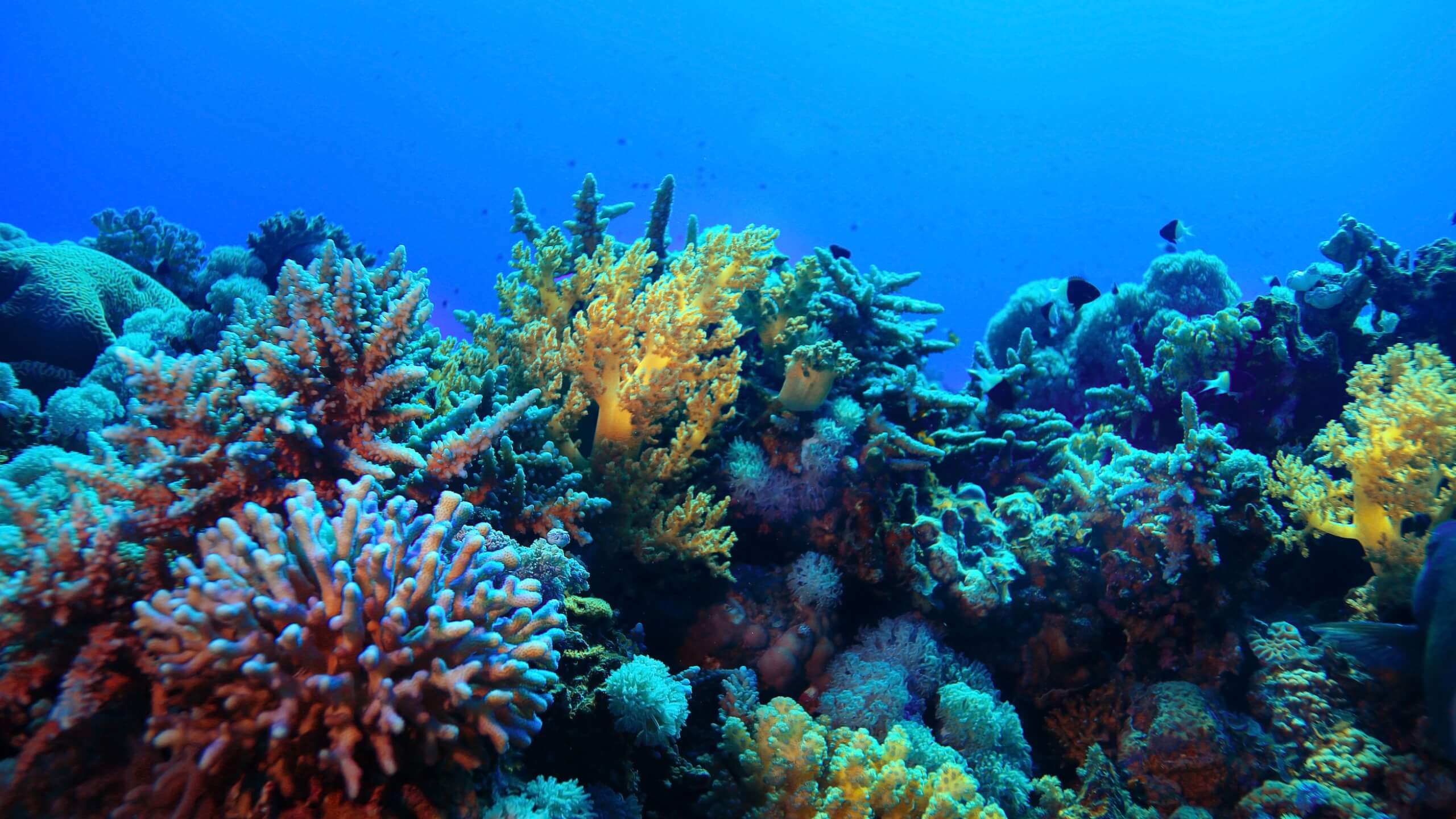 coral-reefs-importance-06