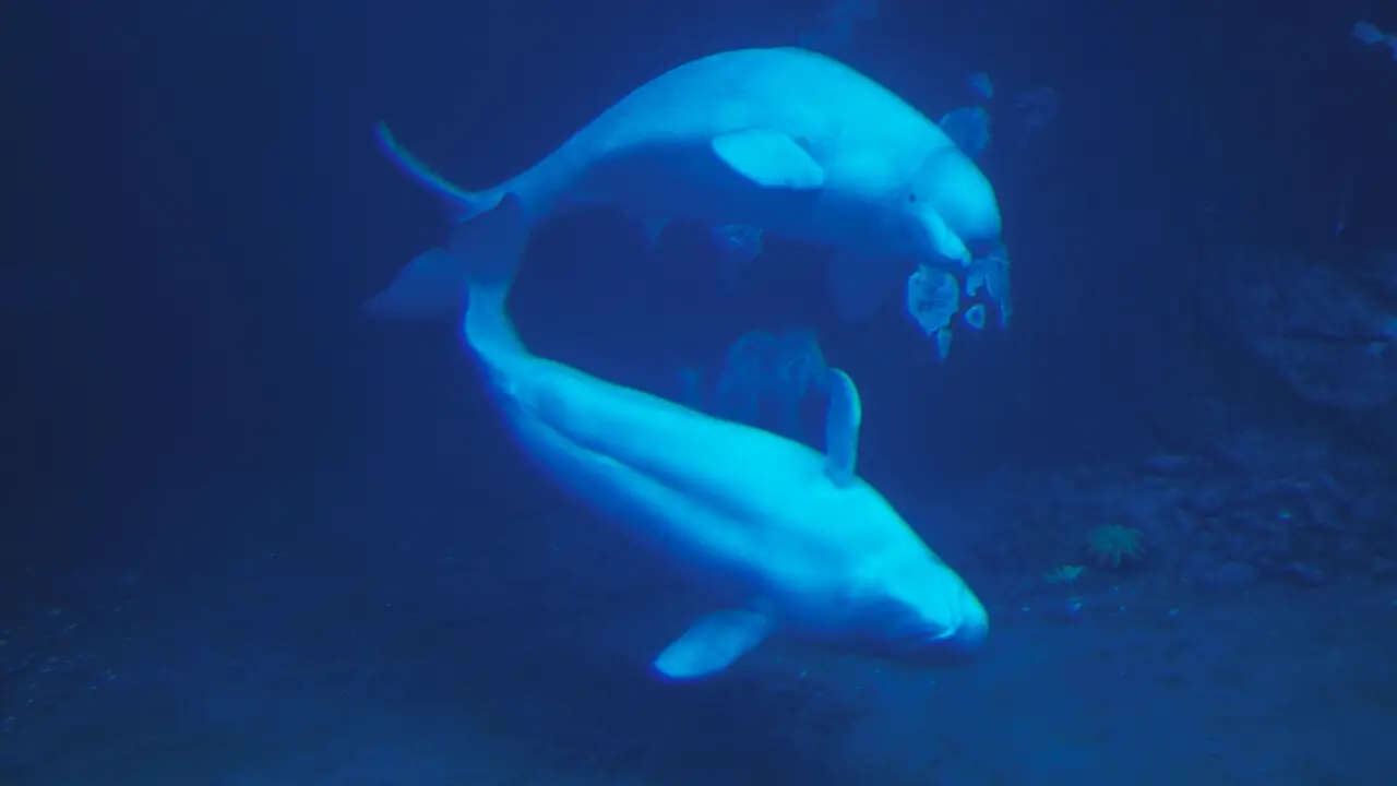 Their estimated number worldwide in captivity is 300. At least 13 different countries held them in aquariums and marine parks. Canada, the United States, China, Japan, Russia, and Ukraine hold the highest number of belugas in captivity.