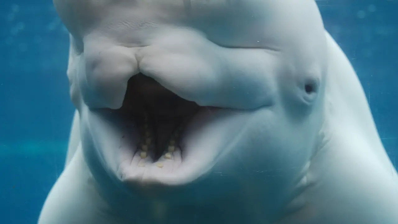 beluga whale opening its mouth.