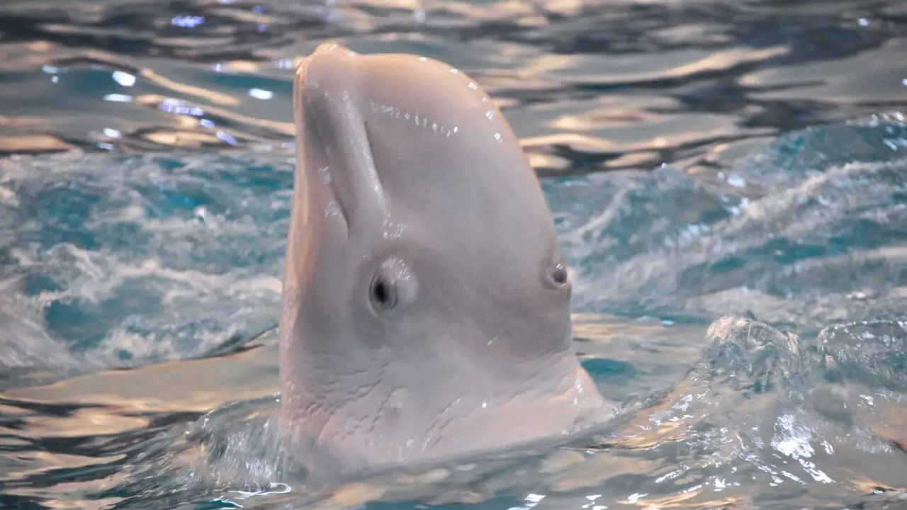 Like many other animal species, beluga whales are also endangered because of climate change and a variety of other human activities