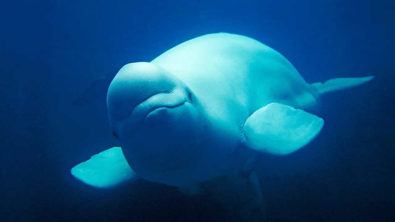 where-are-beluga-whales-found.