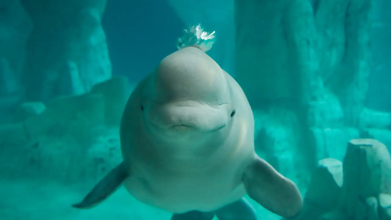 Other places where beluga whales can be seen in their natural habitats include Svalbard (Norway), Cook Inlet (Alaska, USA), the Sea of Okhotsk off the eastern coast of Russia near Japan, and the Kamchatka Peninsula. Besides that, beluga whales can be seen at many aquariums around the world.