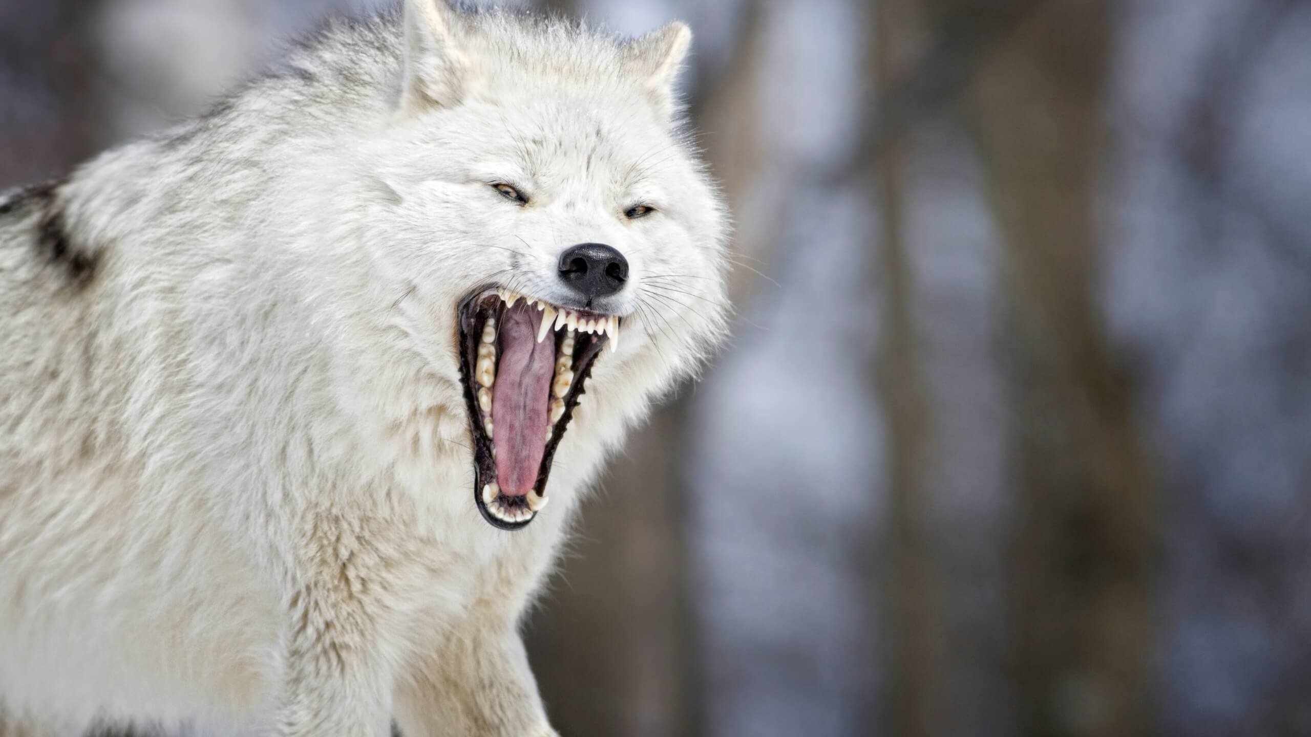 arctic-wolf-01