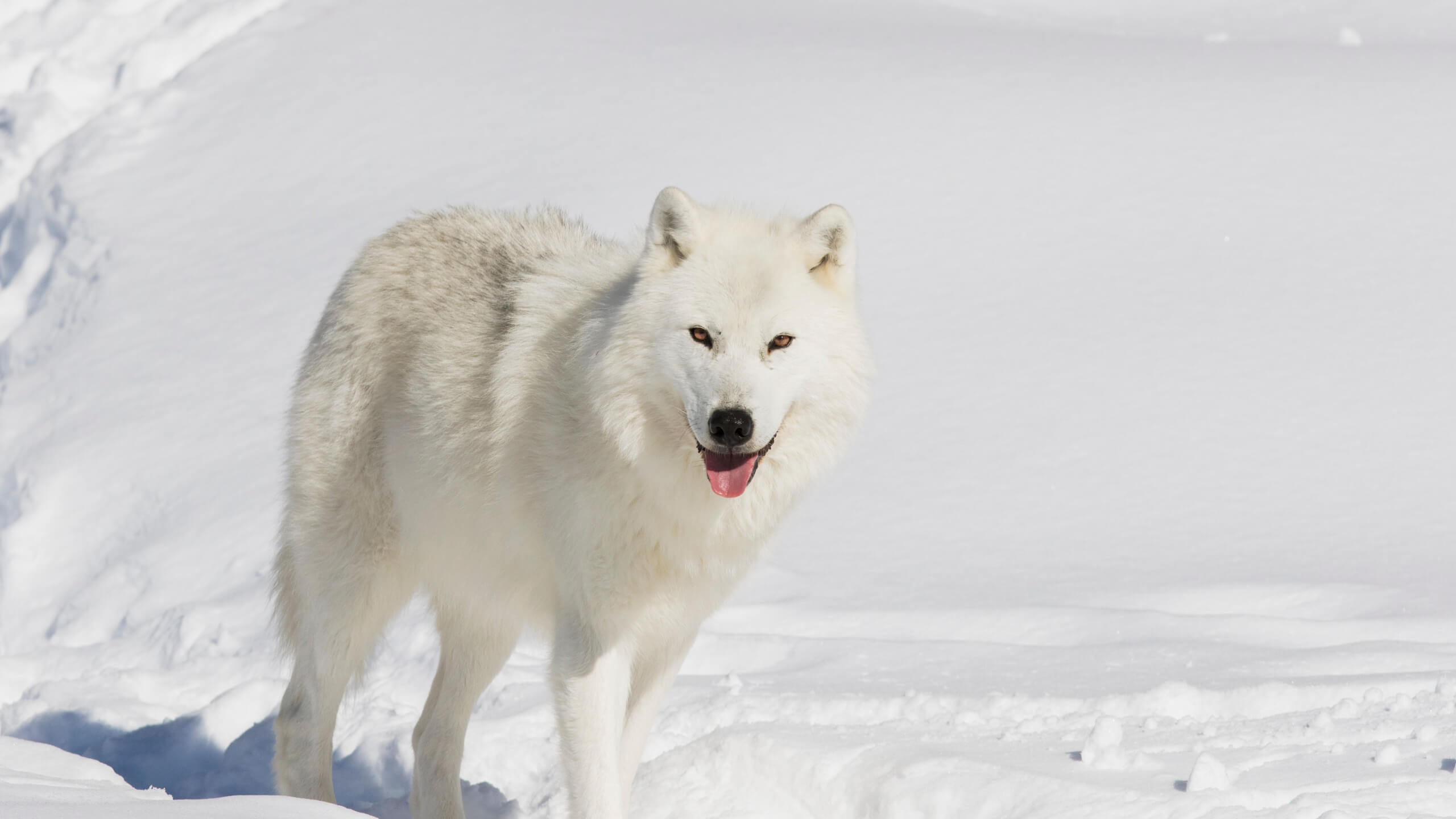 arctic-wolf-10