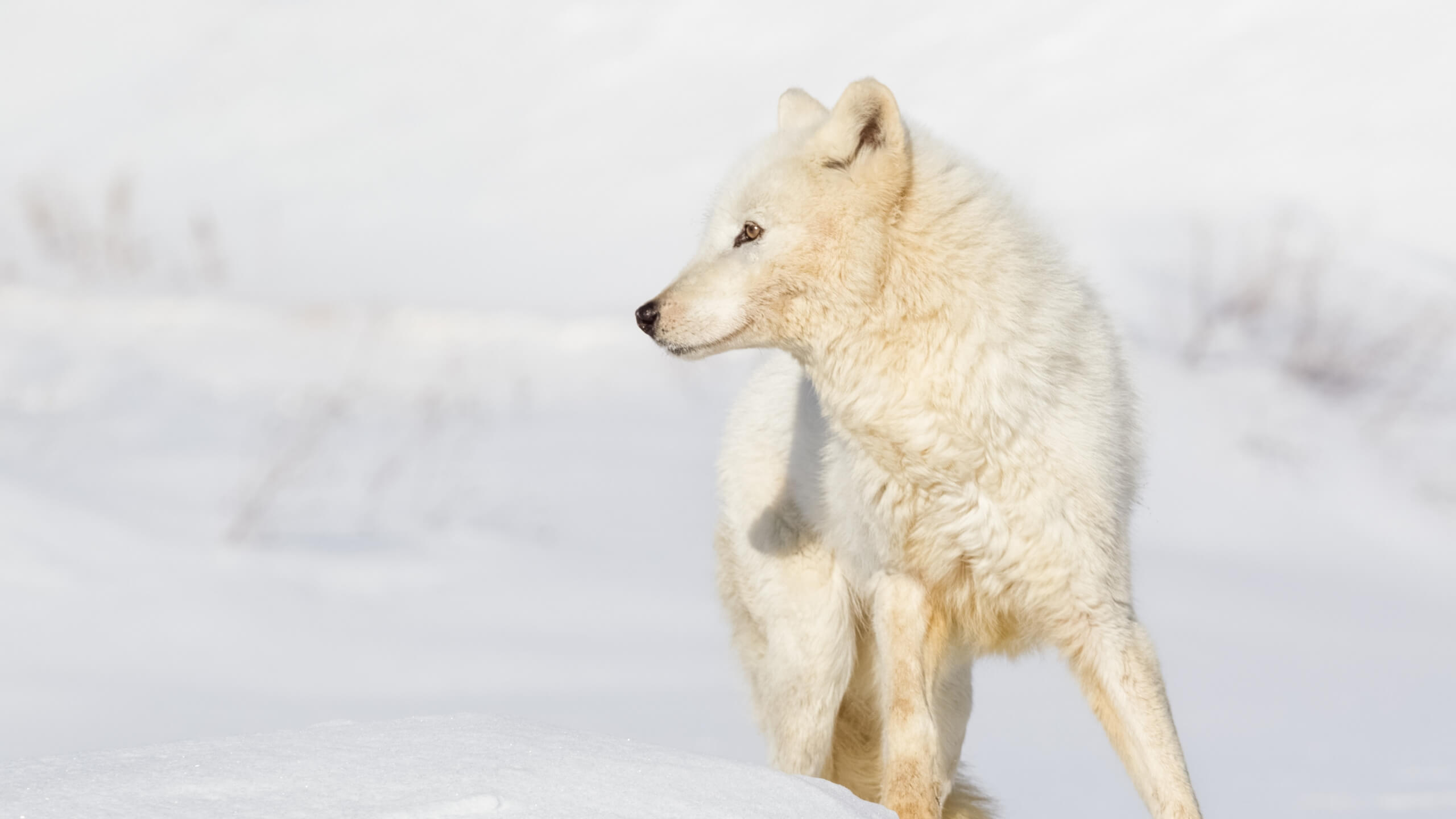 arctic-wolf-11.jpg