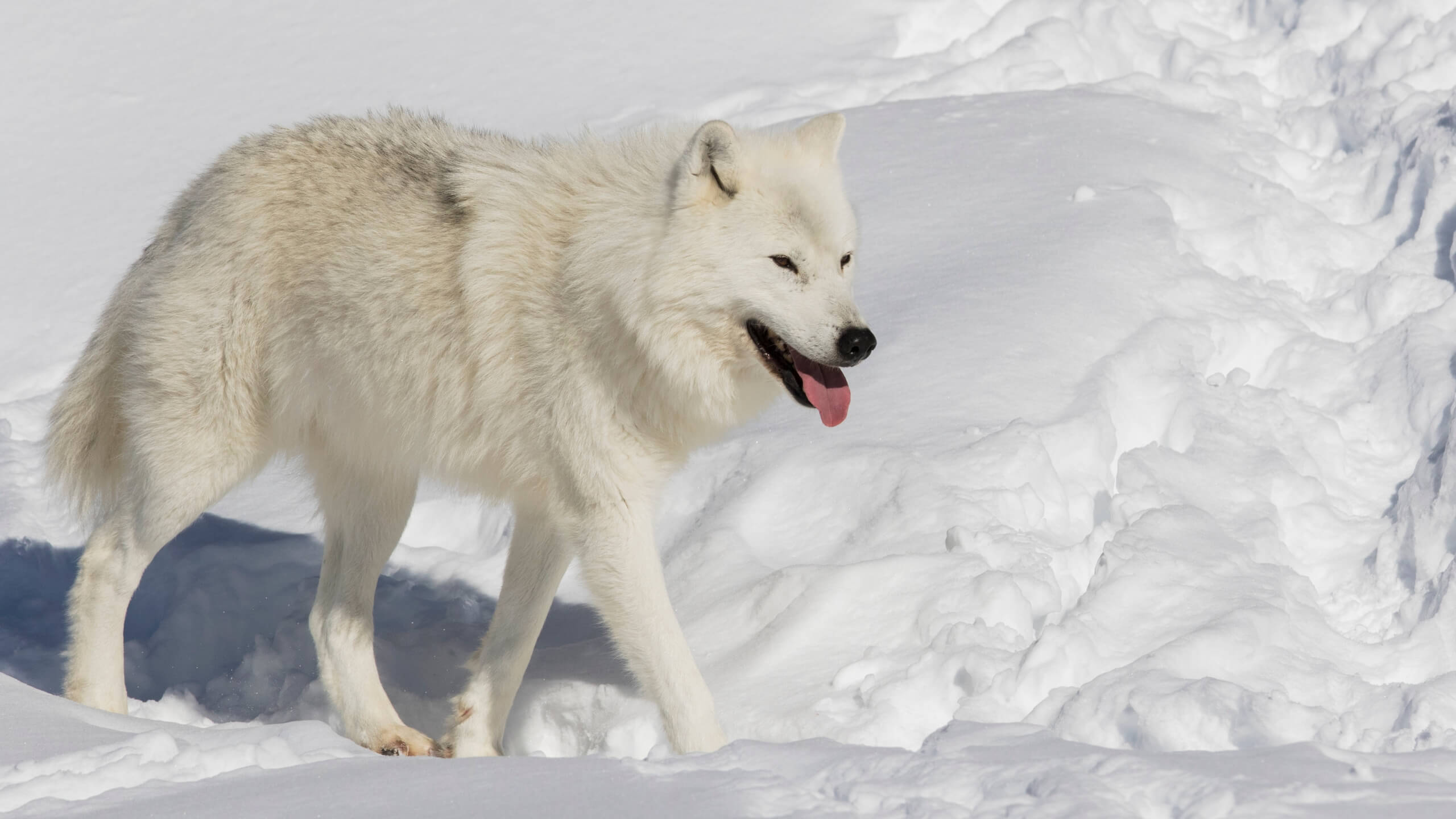 arctic-wolf-12