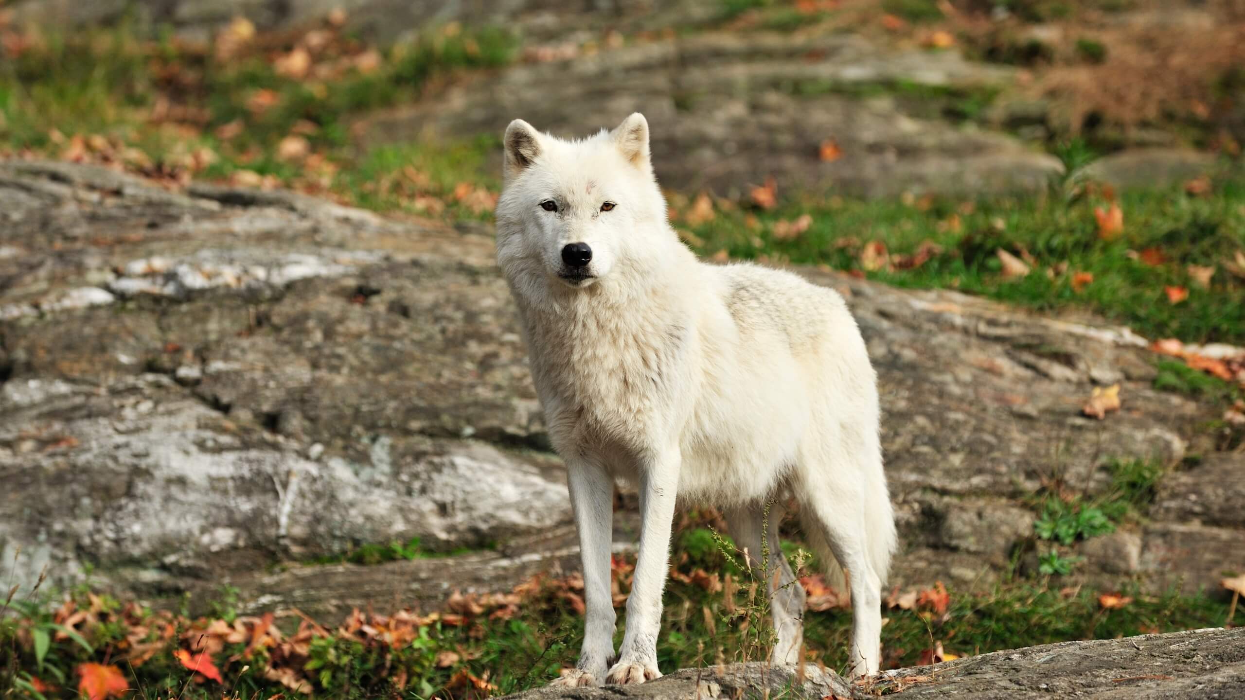 arctic-wolf-14