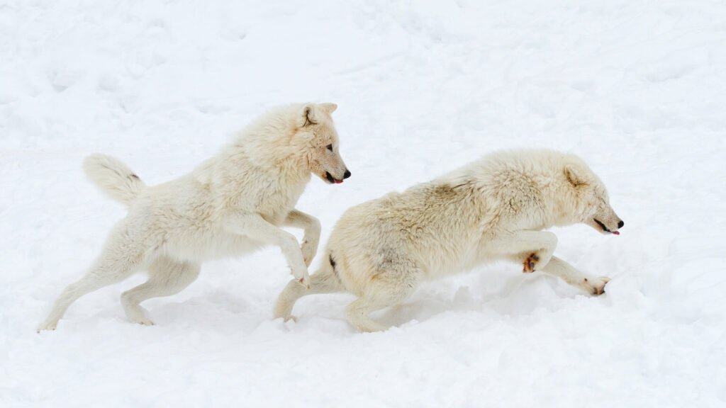 Why Are Arctic Wolves Endangered - Arctic Wolves Status - SciQuest