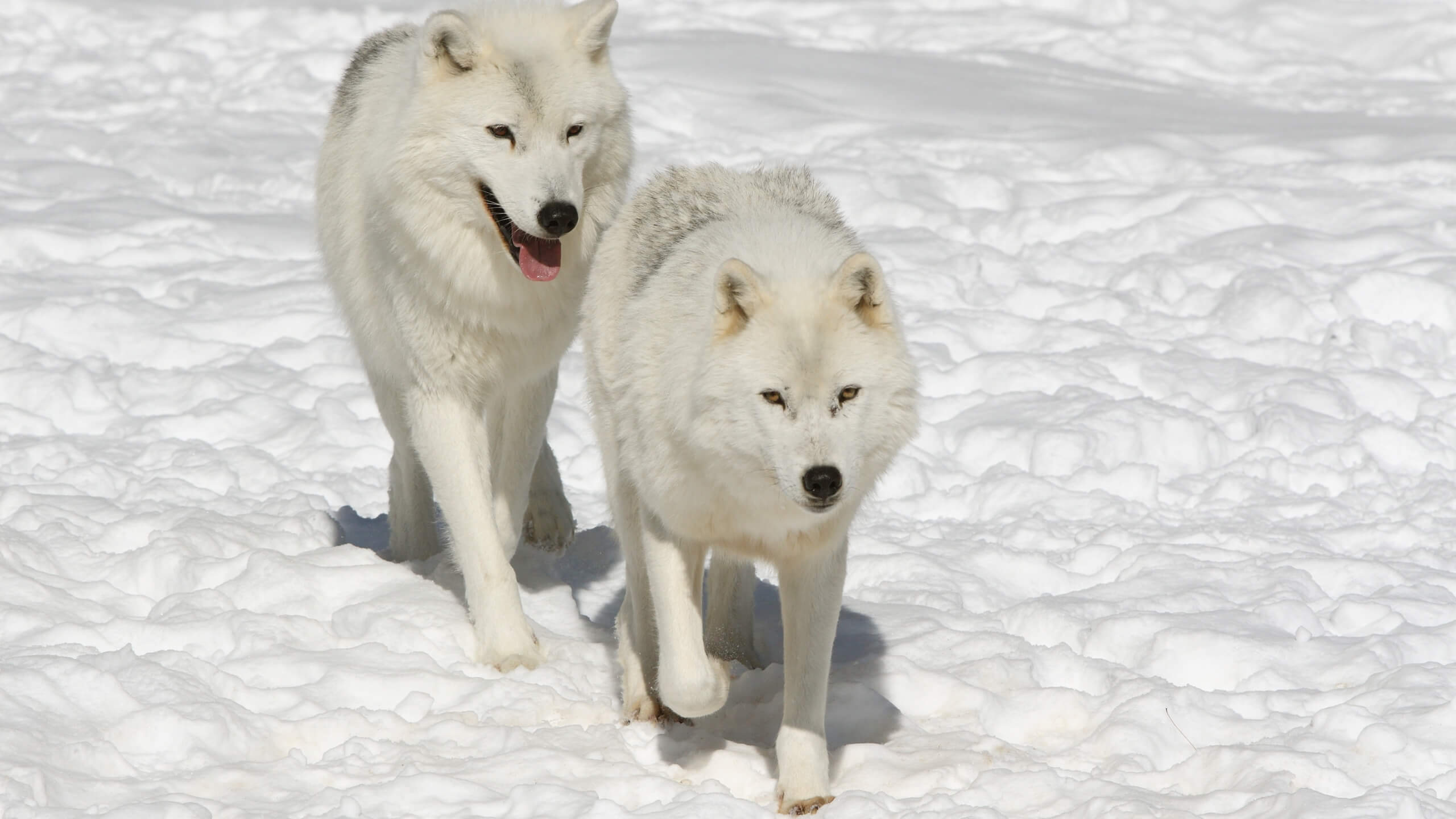 arctic-wolf-3