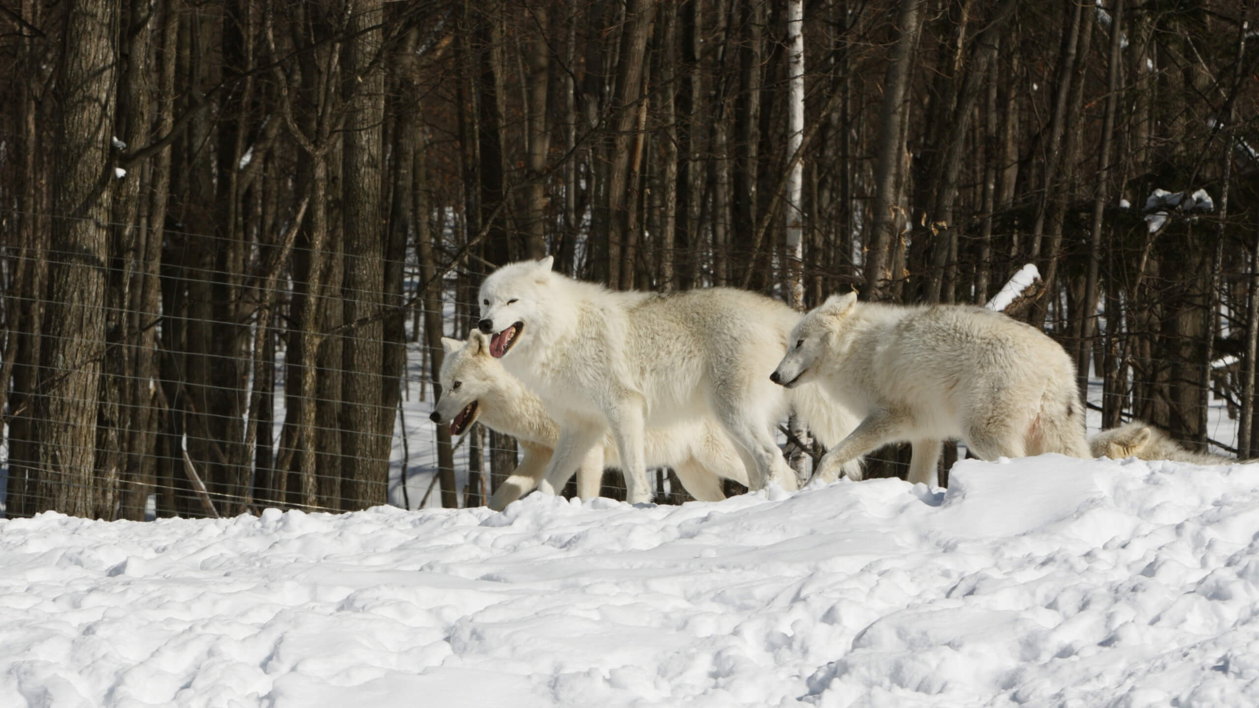 arctic-wolf-4