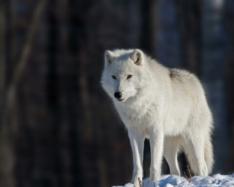 arctic-wolf-9