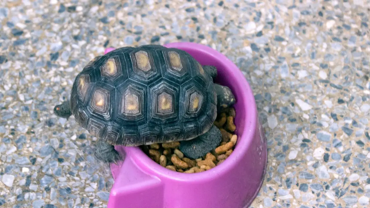 Pet baby turtle eating from a bowl