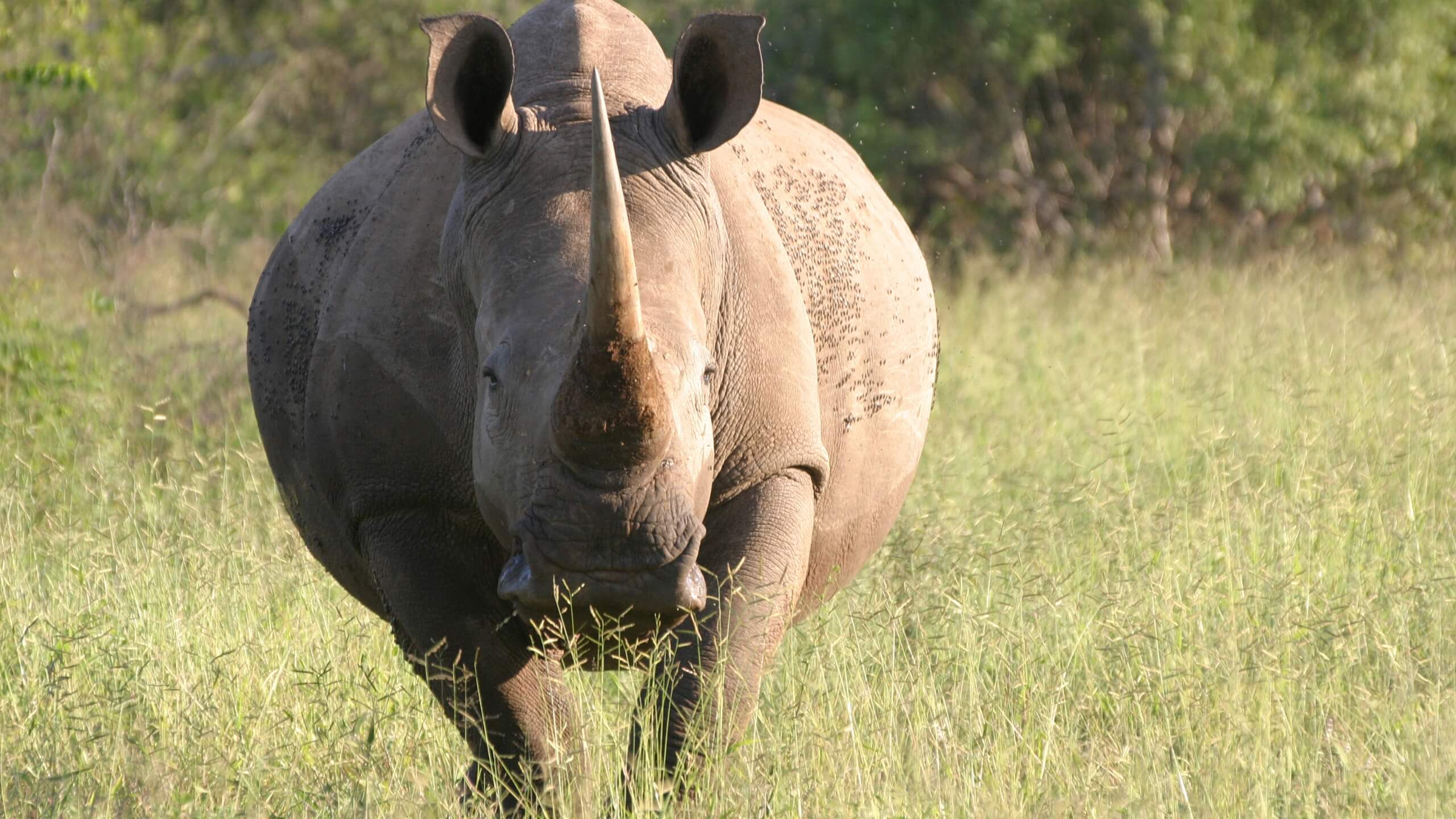 Despite their strength, rhinos usually do not pose a significant threat to humans until they are disturbed by activities like poaching or encroaching on their habitat. So humans need to stay away from their habitat and never disturb or approach them.