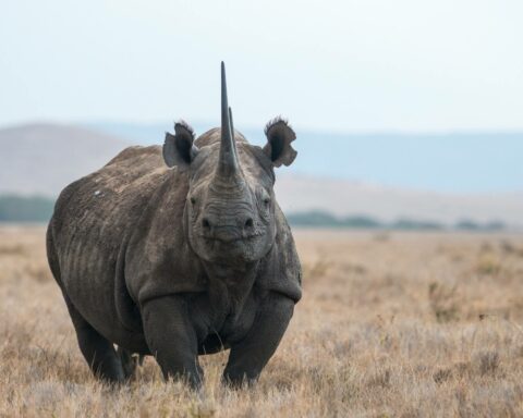 how-dangerous-are-rhinos-03
