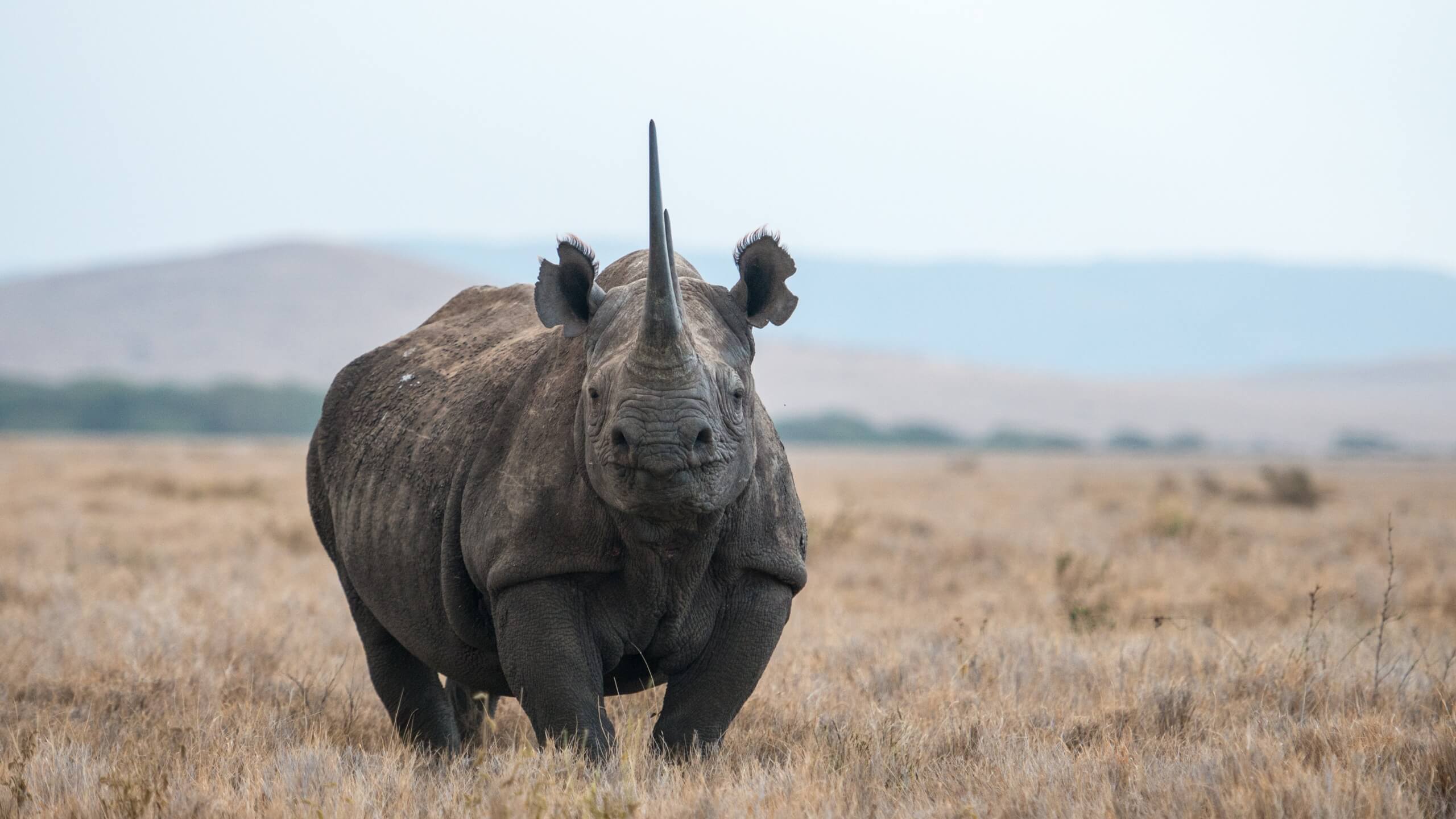 how-dangerous-are-rhinos-03