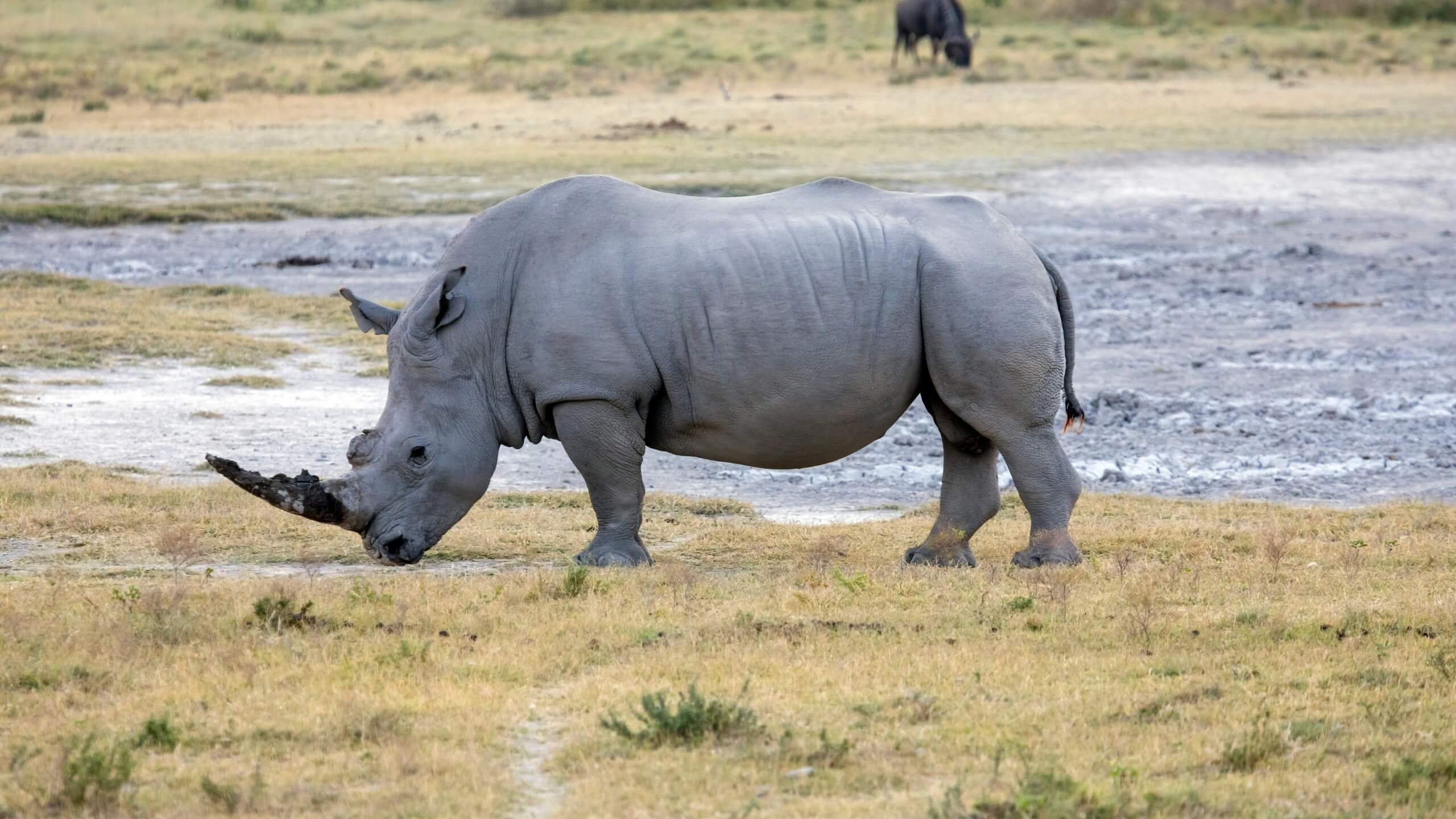 how-dangerous-are-rhinos-04