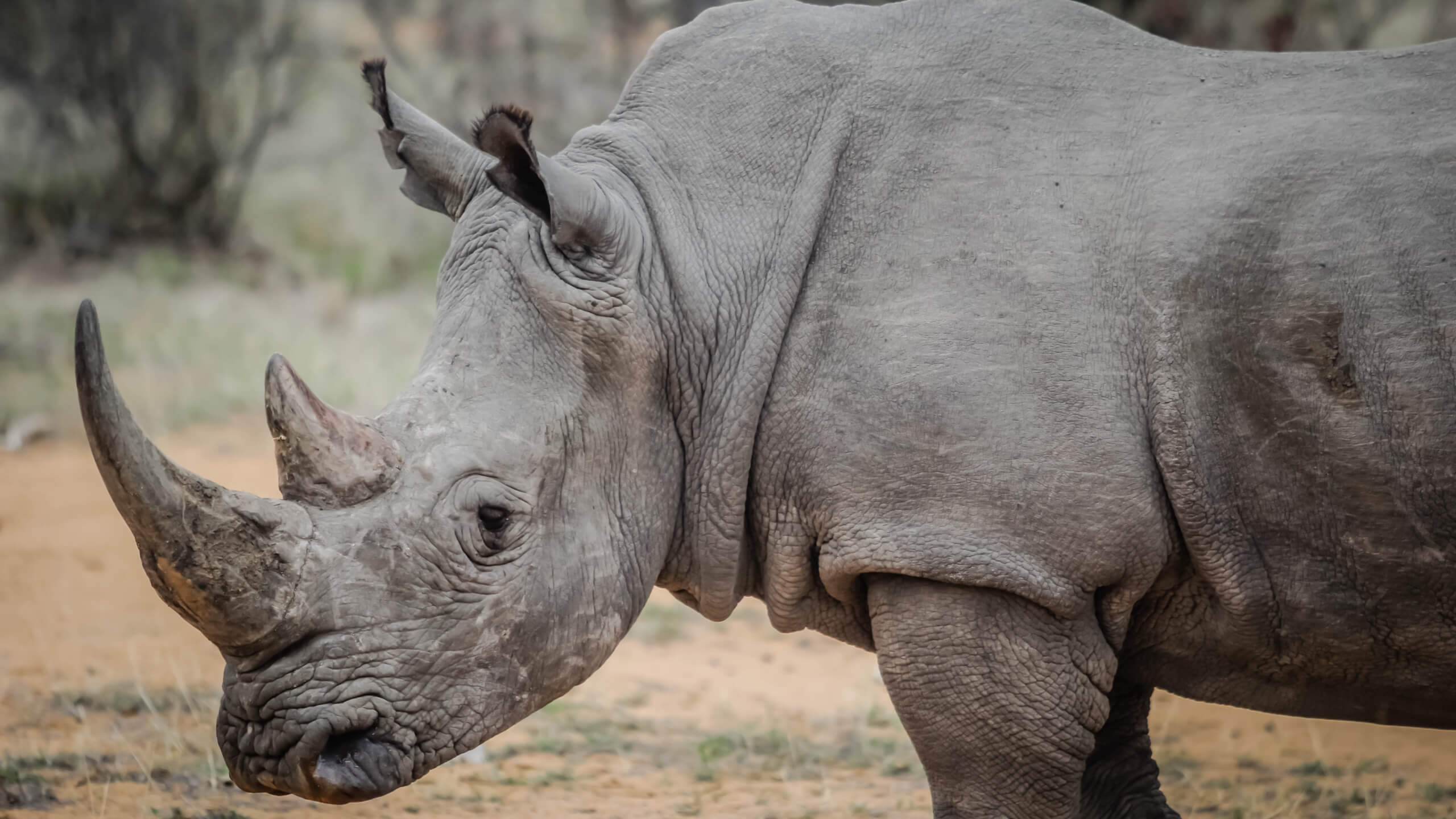 how-dangerous-are-rhinos-05