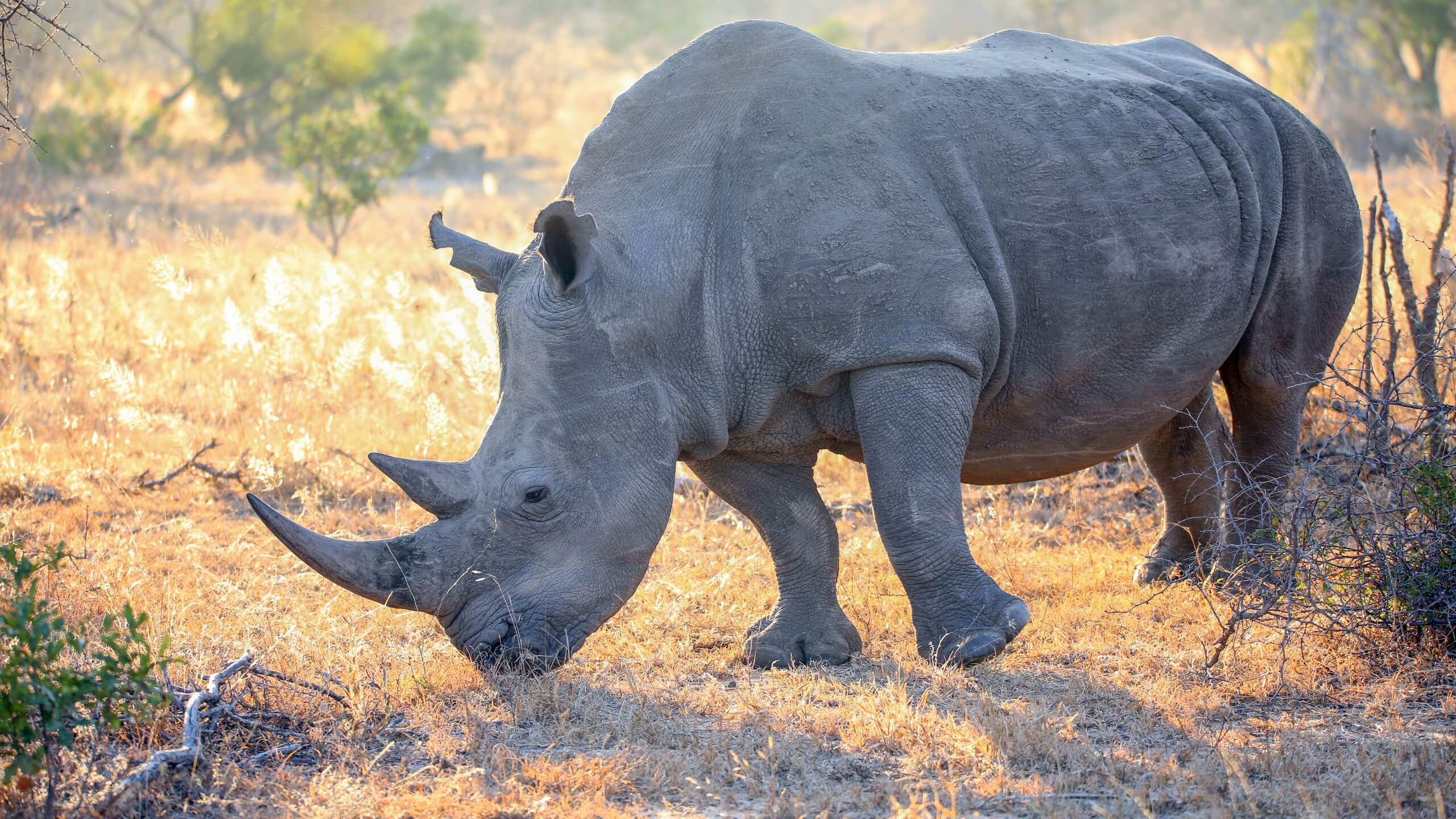 how-dangerous-are-rhinos-07