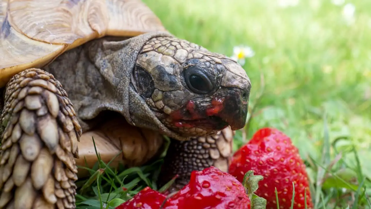 Turtle eating berries